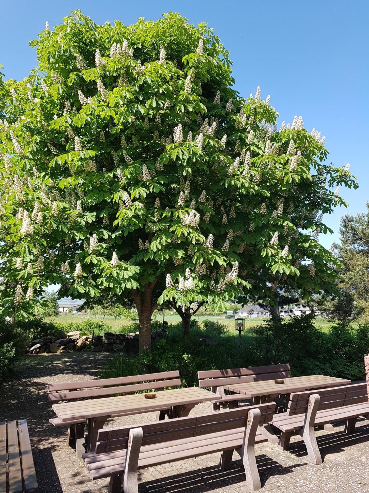 Kempfeld Hotel Wildenburger Hof מראה חיצוני תמונה